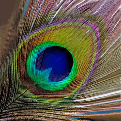 Fabric Panel - Peacock feather