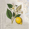 Fabric Panel - Lemon in vintage style printed on 100% cotton panama fabric